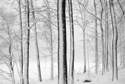 Blizzard of 2010 Sparta Mountains New Jersey Highlands (55SA).jpg